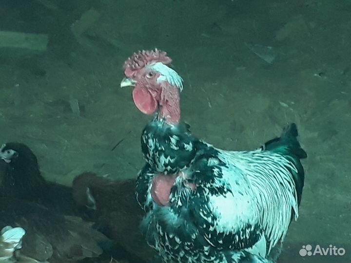 Курочка молодка несушка
