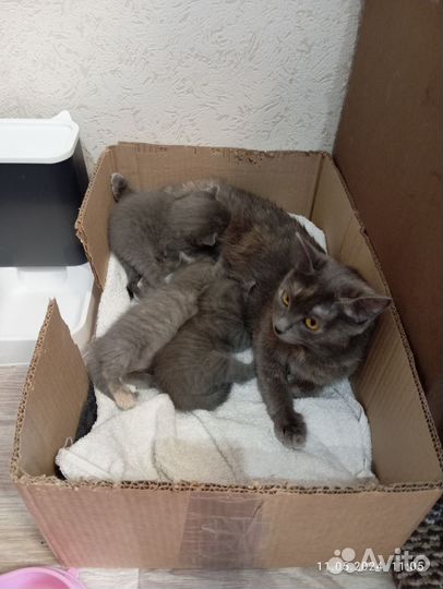 Котята в добрые руки