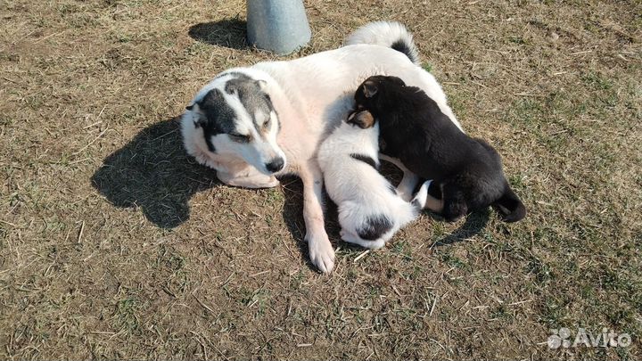 Отдам Щенков