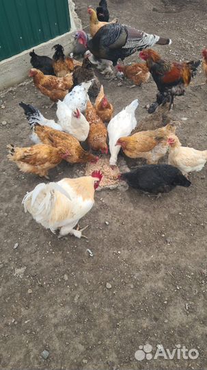 Куры домашние