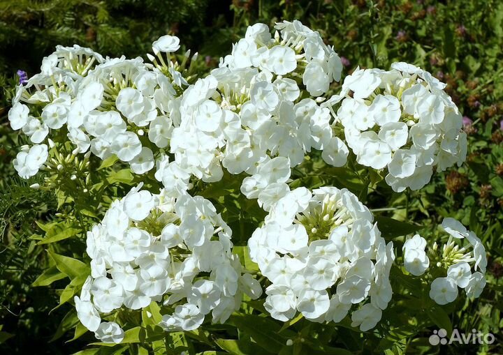 Флоксы белые