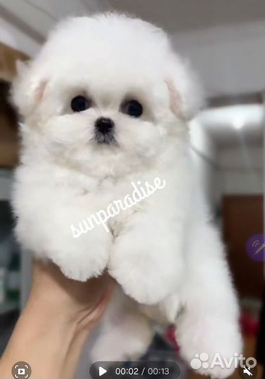 Микро бишон Китай девочка до 2х кг