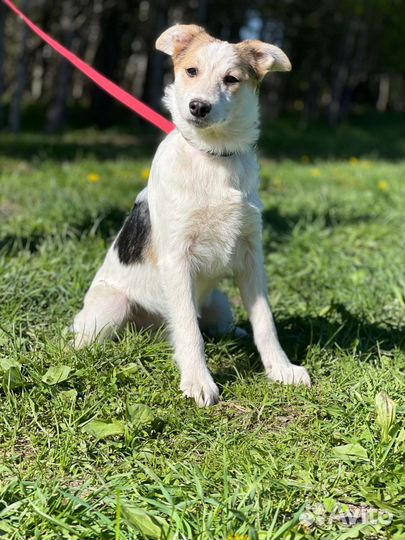 Щенок в добрые руки бесплатно из приюта