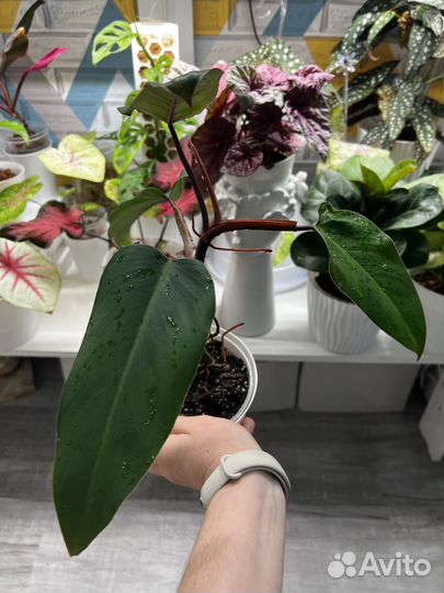 Филодендрон краснеющий