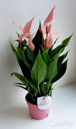 Антуриум Лили