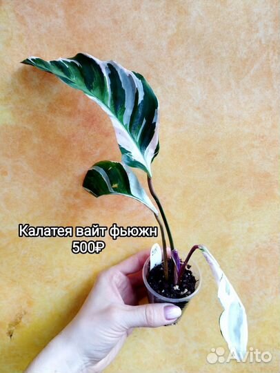 Марантовые