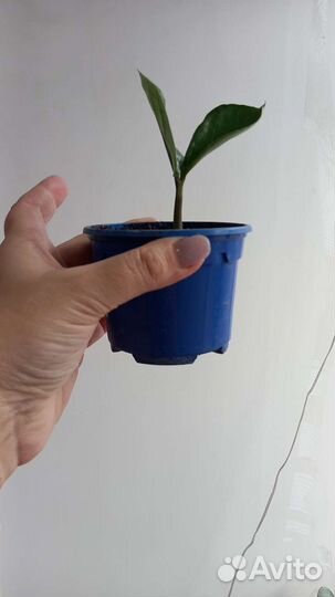 Замиокулькас