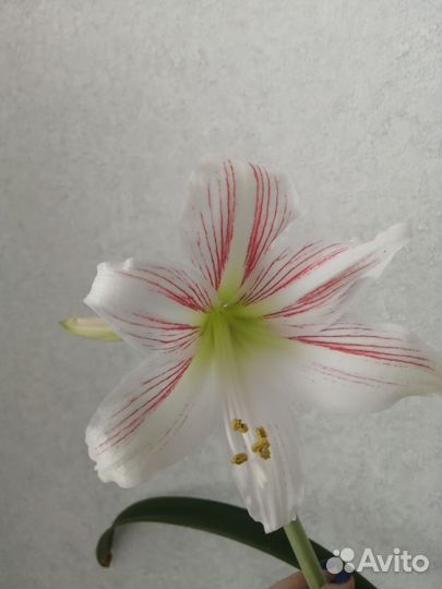 Гиппеаструм амариллис