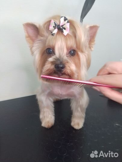 Ищу компаньона в зоосфере