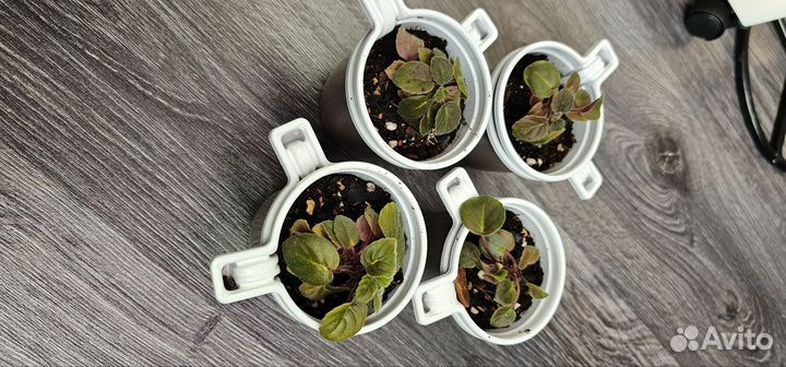 Фиалки трейлеры