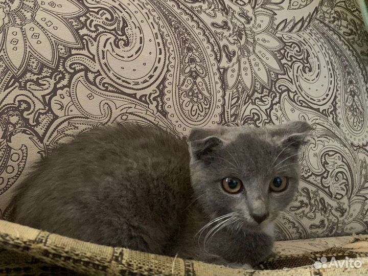 Вислоухие котята