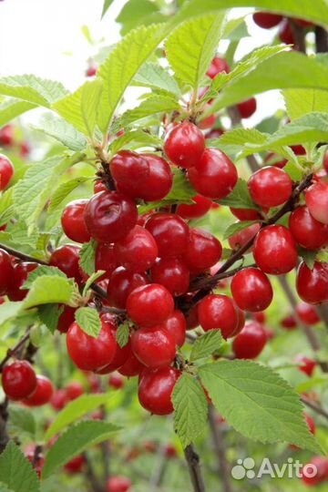 Саженцы вишни войлочной