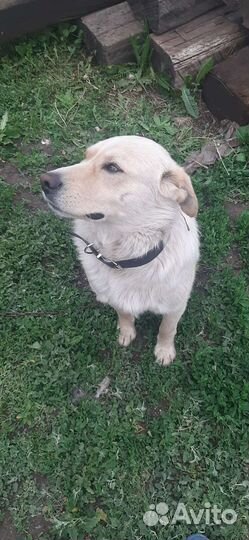 Двортерьер