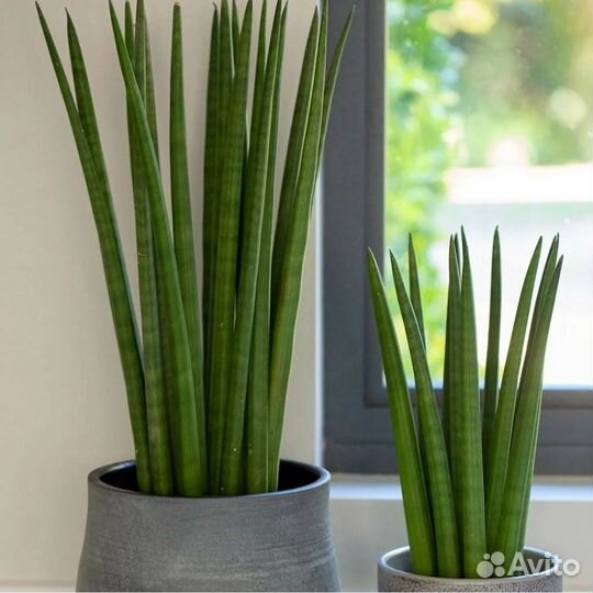 Сансевиерия сортовая Фернвуд