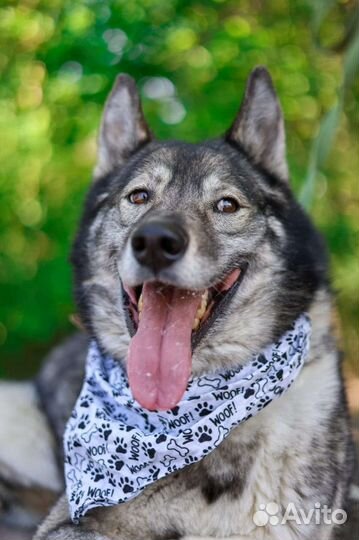 Собака Гром