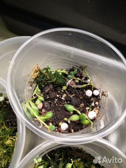 Крестовник Роули вар, Геррейна обычный