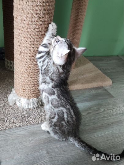 Бенгальский котёнок серебро с документами