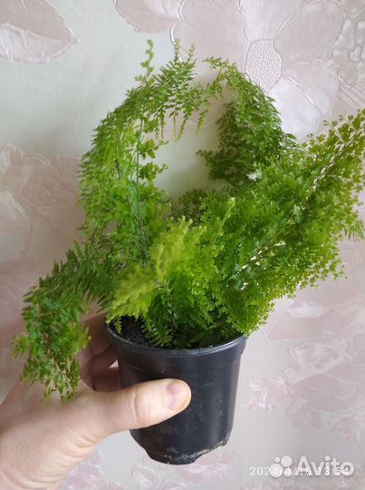 Комнатные цветы