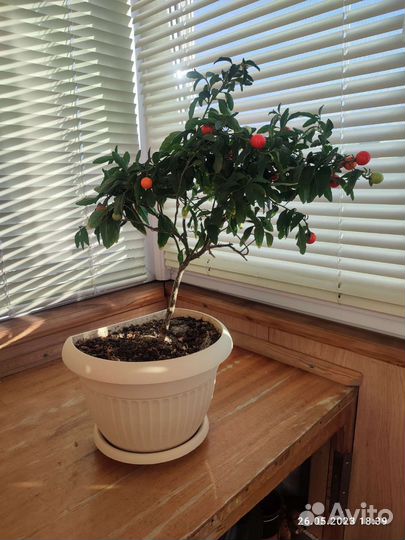 Паслён комнатный