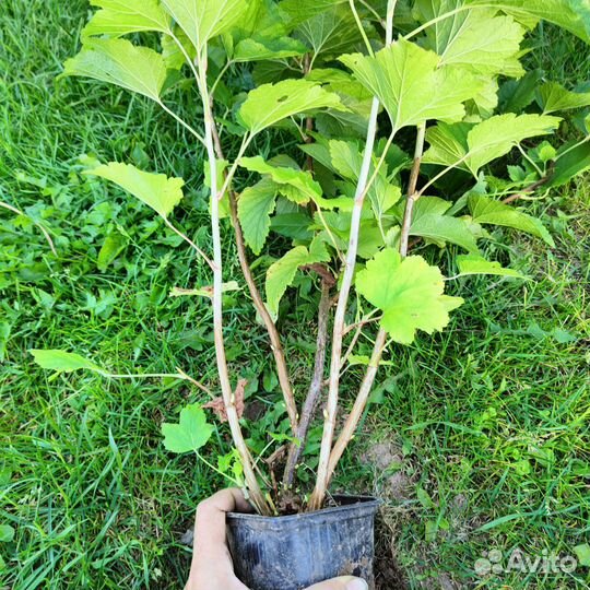 Саженец черной смородины