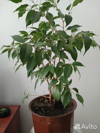 Домашний цветок- фикус