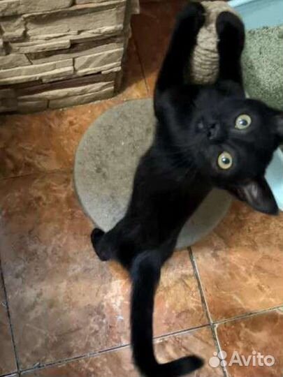 Котенок-девочка в добрые руки