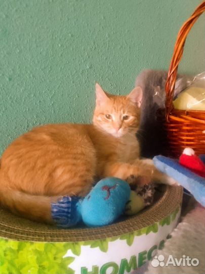 Рыжий котенок пухляш ищет дом в дар в добрые руки