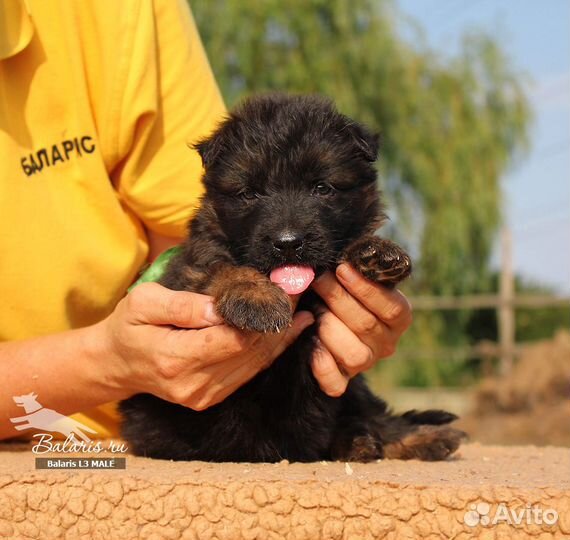 Щенки немецкой овчарки для разных целей, питомник