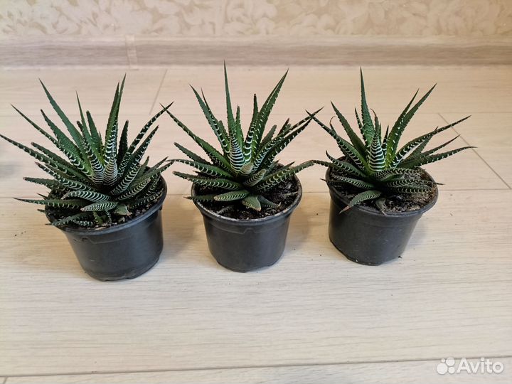 Алоэ, хавортия, спатифиллум,декабрист,традесканция