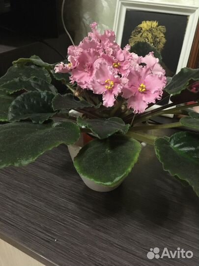 Сортовые фиалки