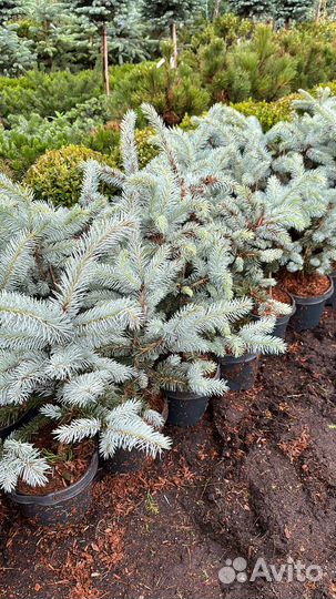 Голубая ель хупси (малыши )