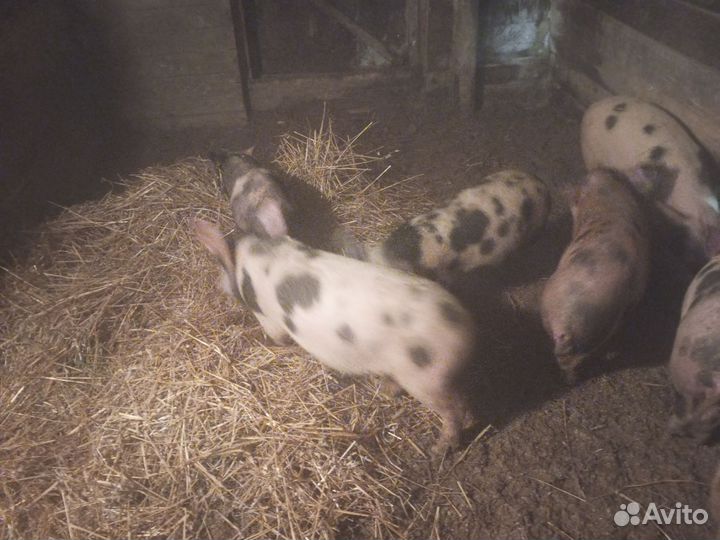 Продаю подрощенных свинок