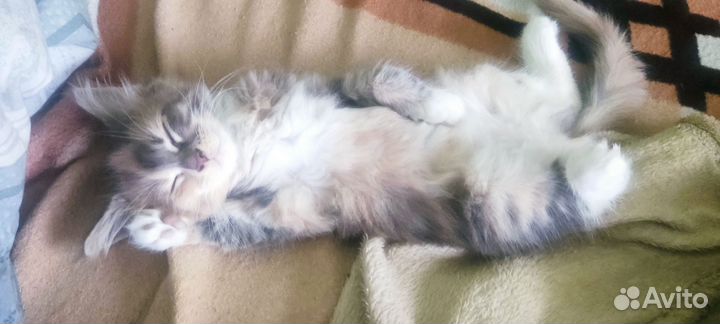 Кошка мейкун