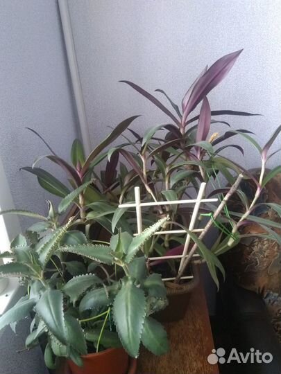 Драцена, каланхоэ, толстянка