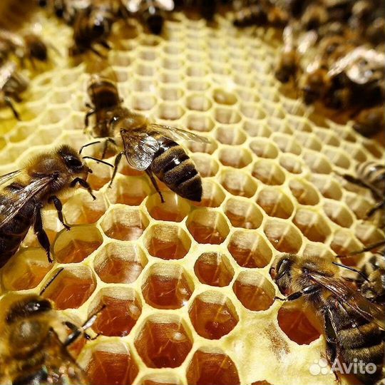 Пчелы на высадку