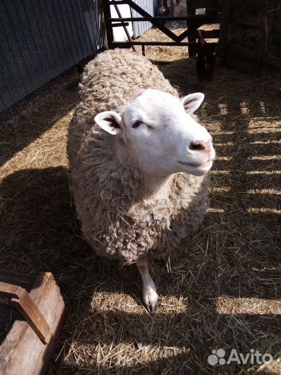 Продаю ярок, овцематок, ягнят