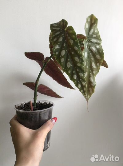 Бегония макулата