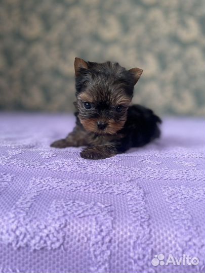 Микро девочка