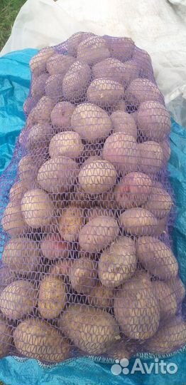 Продам домашний картофель