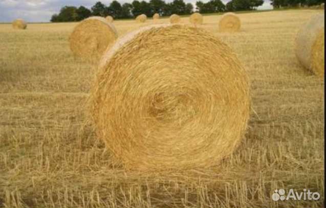 Солома ячменная