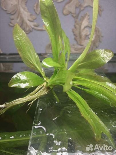 Аквариумное растение