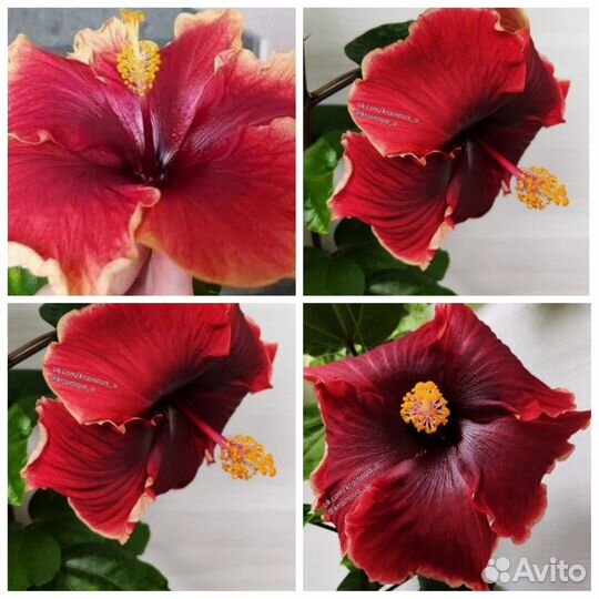 Черенки сортового гибискуса Russian Volcano