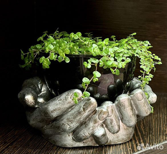 Кашпо, солейролия