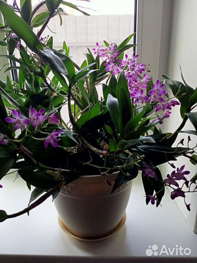 Орхидея дендробиум