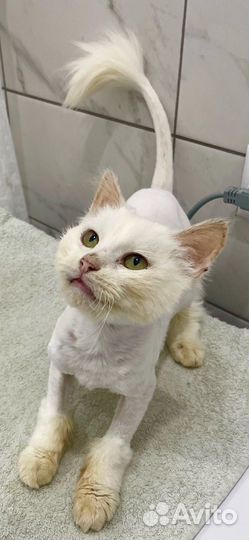 Котик ищет дом