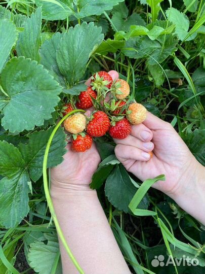 Клубника садовая 3 сорта