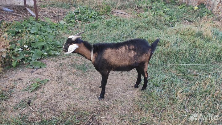 Англо нубийский козел