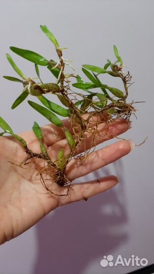 Орхидея Dinema Polybulbon