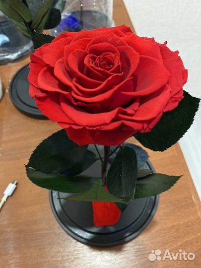 Роза в колбе