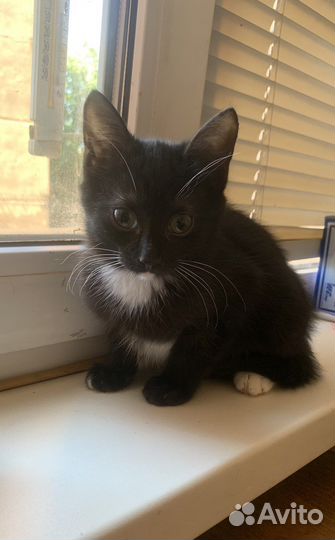 Кошки в добрые руки бесплатно